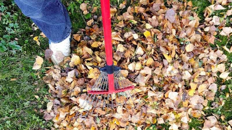 Yard Cleaning