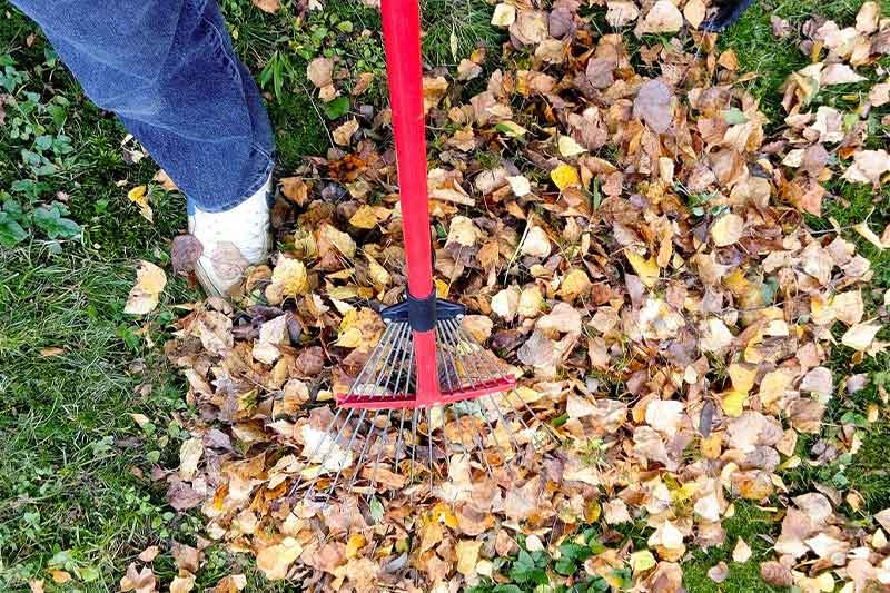 Yard Cleaning